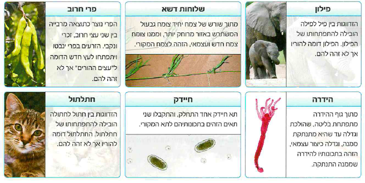 (בספר איור)